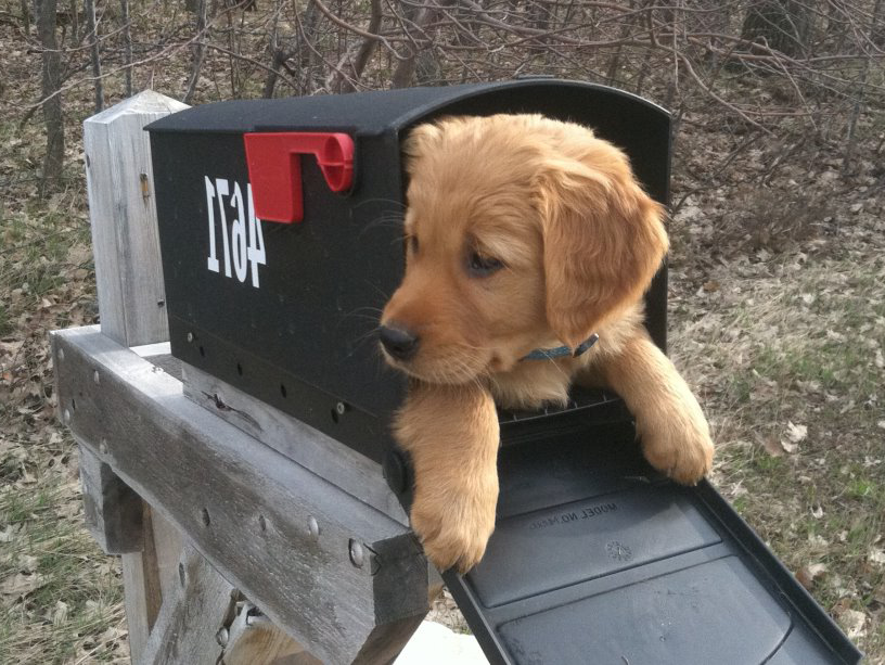 Direct Mail with cute puppy inside a mailbox